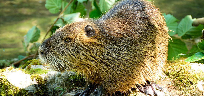 UK to bring back beavers in first government flood reduction scheme of its kind
